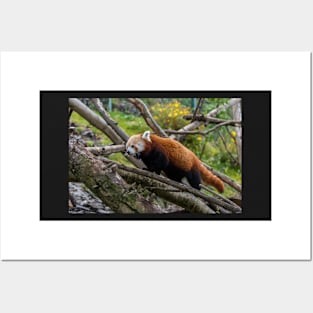 Red Panda Posters and Art